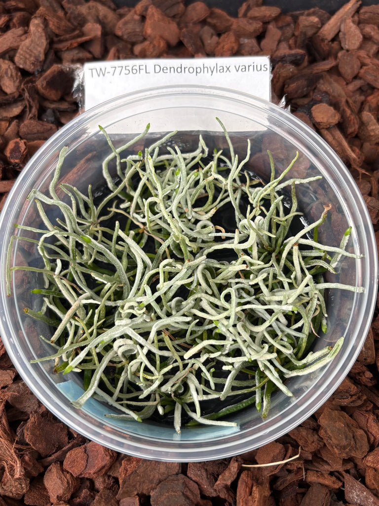FLASK  Dendrophylax varius