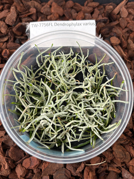 FLASK  Dendrophylax varius