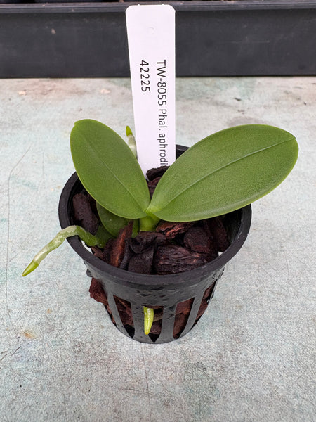 Phalaenopsis aphrodite (Taiwan)