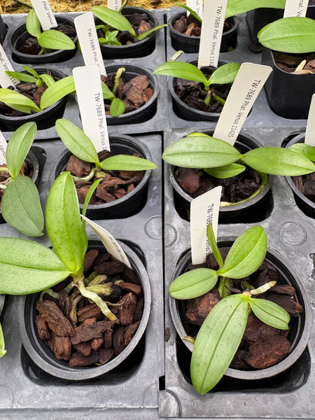 Phalaenopsis Venus