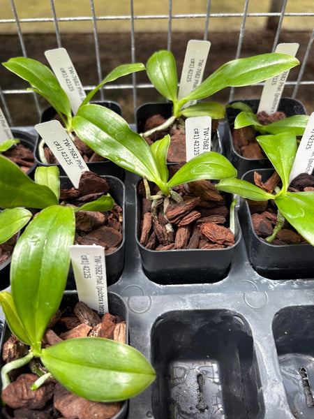 Phalaenopsis (pulchra x tetraspis