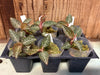 Ludochilus Poly