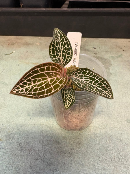 Ludochilus Poly