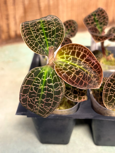 Jewel Orchid Dossinia marmorata