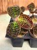 Jewel Orchid Dossinia marmorata