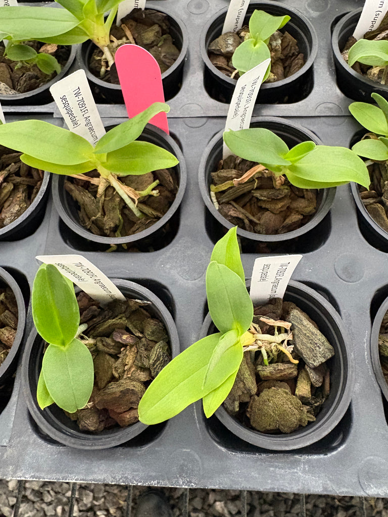 Angraecum ( superbum x sesquipedale)