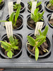 Cattleya jongheana ‘Jutta’ x ‘Assendorfer D’ 6 Pack