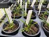 Cleisostomopsis eberhardtii