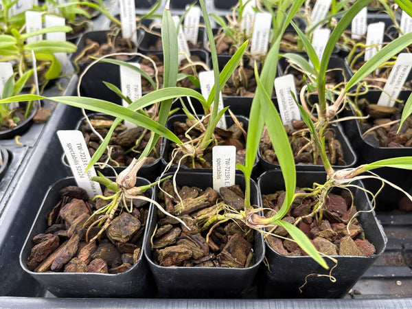 E. elisabethiae x G. spectabilis