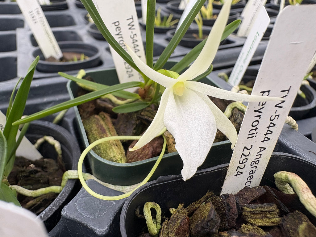 Angraecum peyrotii