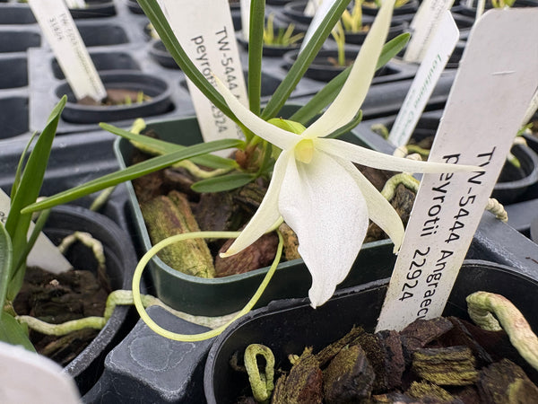 Angraecum peyrotii