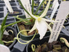 Angraecum peyrotii