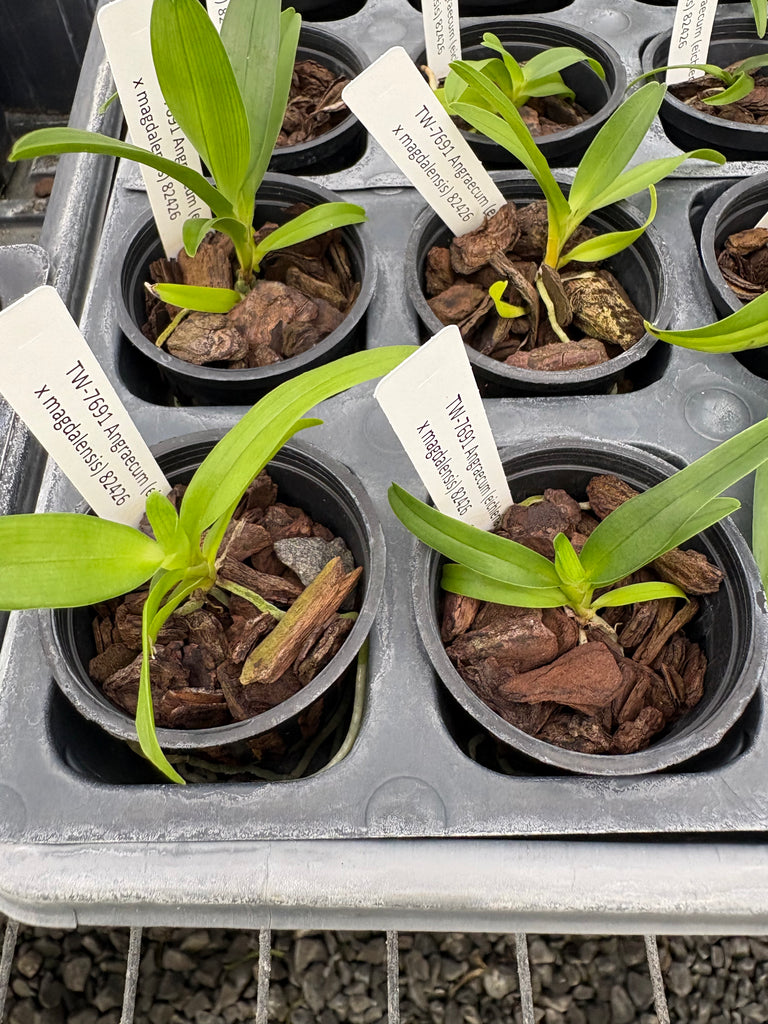 Angraecum (eichlerianum x magdalensis)