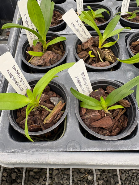 Angraecum (eichlerianum x magdalensis)
