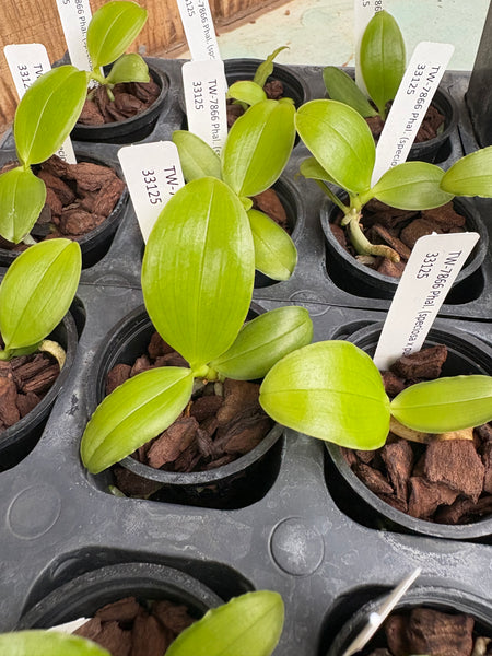 Phalaenopsis (speciosa x pulchra)