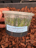 FLASK Bulbophyllum (makoyanum x treschii)