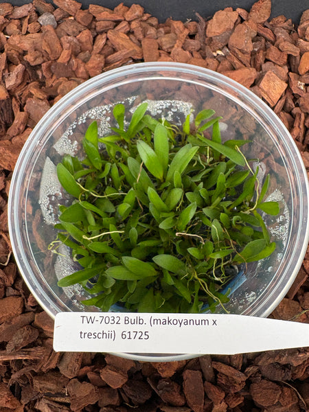 FLASK Bulbophyllum (makoyanum x treschii)