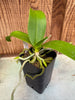Phalaenopsis equestris fma. alba