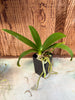 Phalaenopsis equestris fma. alba
