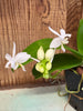 Phalaenopsis equestris fma. alba