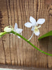 Phalaenopsis equestris fma. alba
