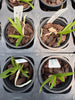 Aerides magnifica fma alba