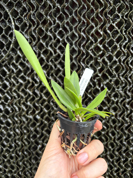 Bs. Edna 4N (Brassavola nodosa 4n x S.coccinea #4)