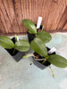 Phalaenopsis Hsinying Lollipop ‘Amethyst’