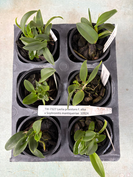 Laelia(dayana x praestans) 6 Pack