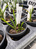 Luisia brachystachys