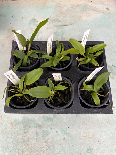 Laelia praestans alba x C. kerrii 6 Pack