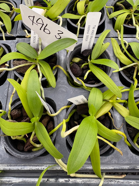 Macropodanthus cootesii seedlings 6 Pack