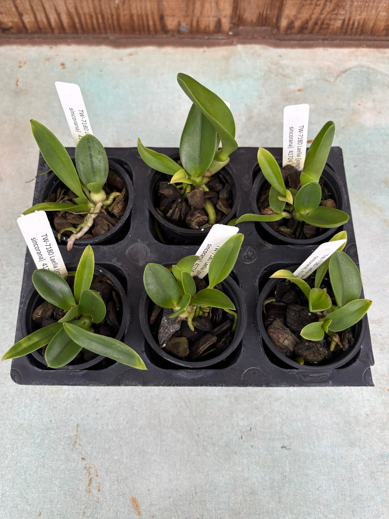 Laelia (jongheana x sincorana) 6 Pack