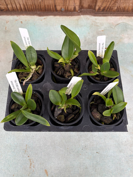 Laelia (jongheana x sincorana) 6 Pack