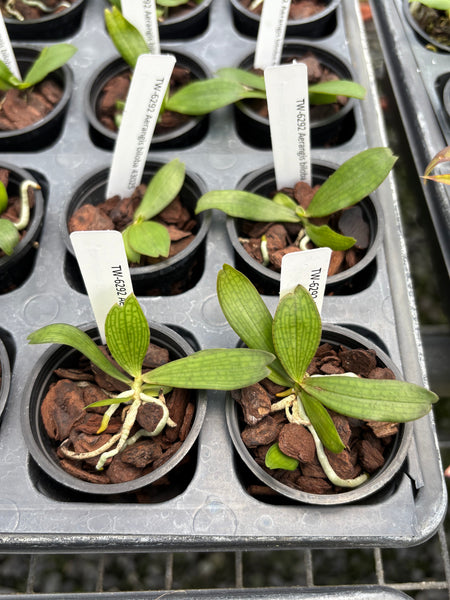 Aerangis biloba