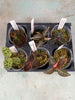 Jewel Orchid 6 Pack Sampler