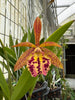 Brassocattleya Rustic Spots