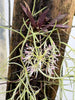 Flask Macroclinium dalstromii