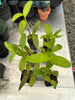 Dendrobium mirbelianum 6 Pack