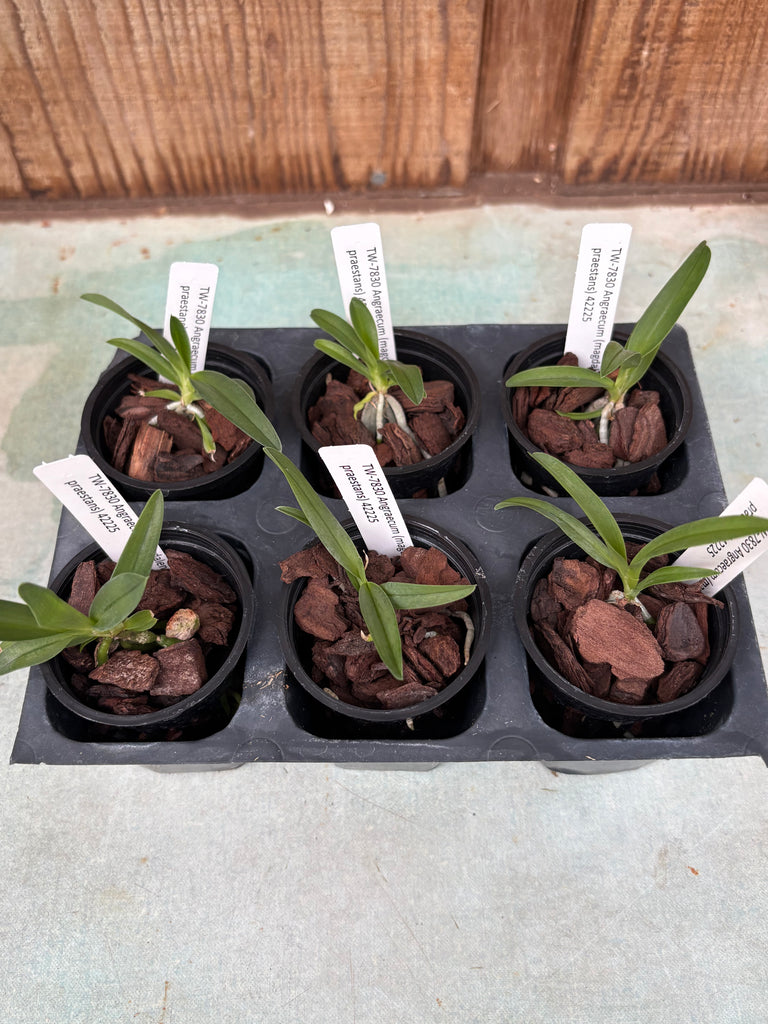 Angraecum (magdalene x praestans) 6 Pack