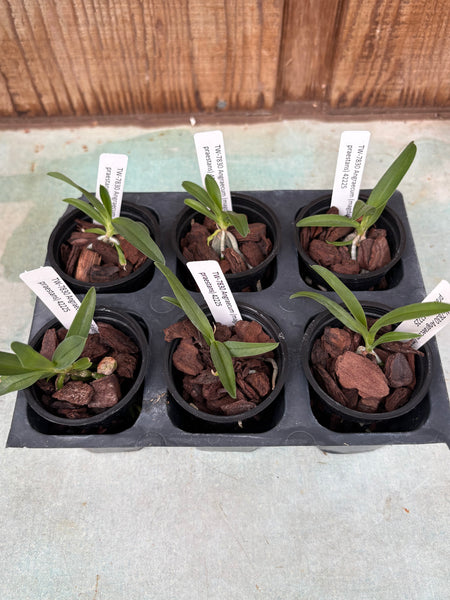 Angraecum (magdalene x praestans) 6 Pack