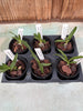 Angraecum (magdalene x praestans)