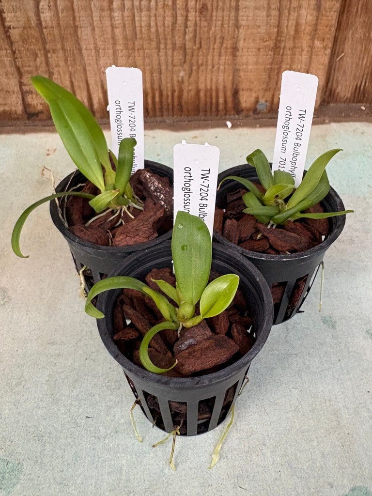 Bulbophyllum orthoglossum