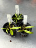 Bulbophyllum lasianthum