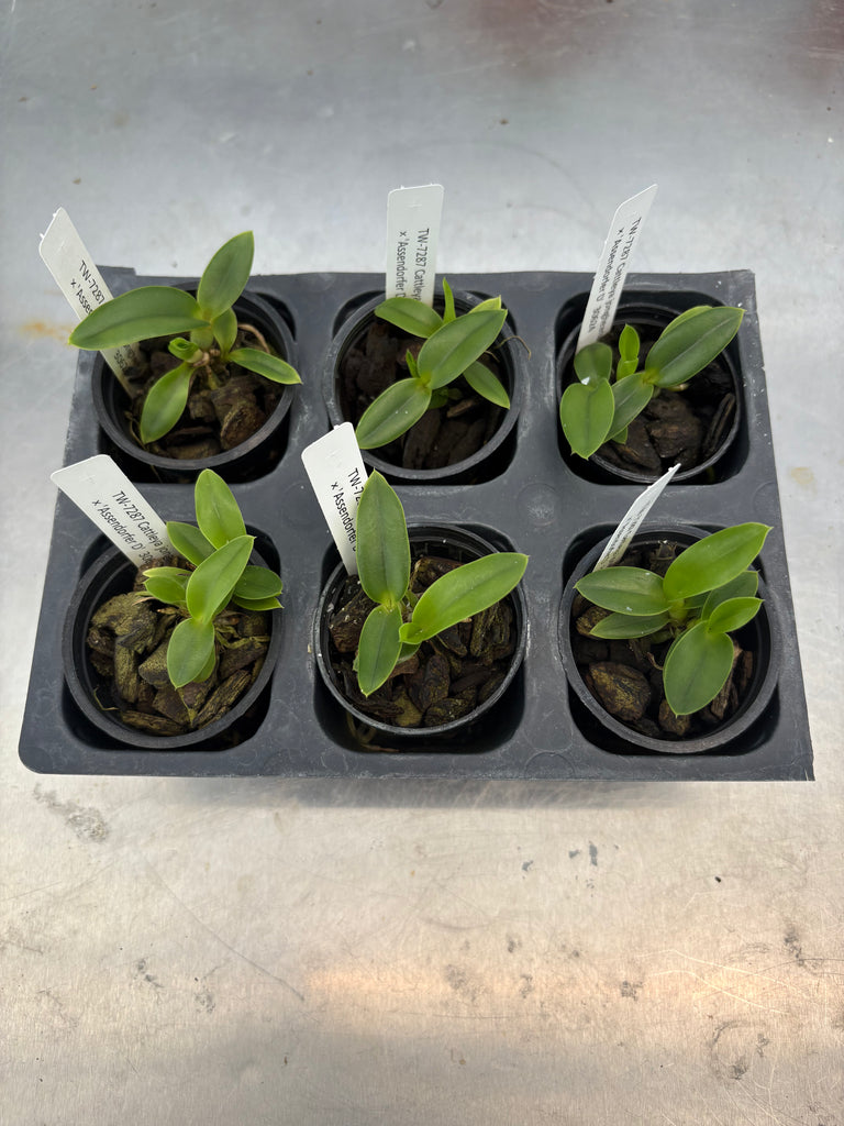 Cattleya jongheana ‘Jutta’ x ‘Assendorfer D’ 6 Pack