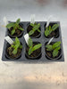 Cattleya jongheana ‘Jutta’ x ‘Assendorfer D’ 6 Pack
