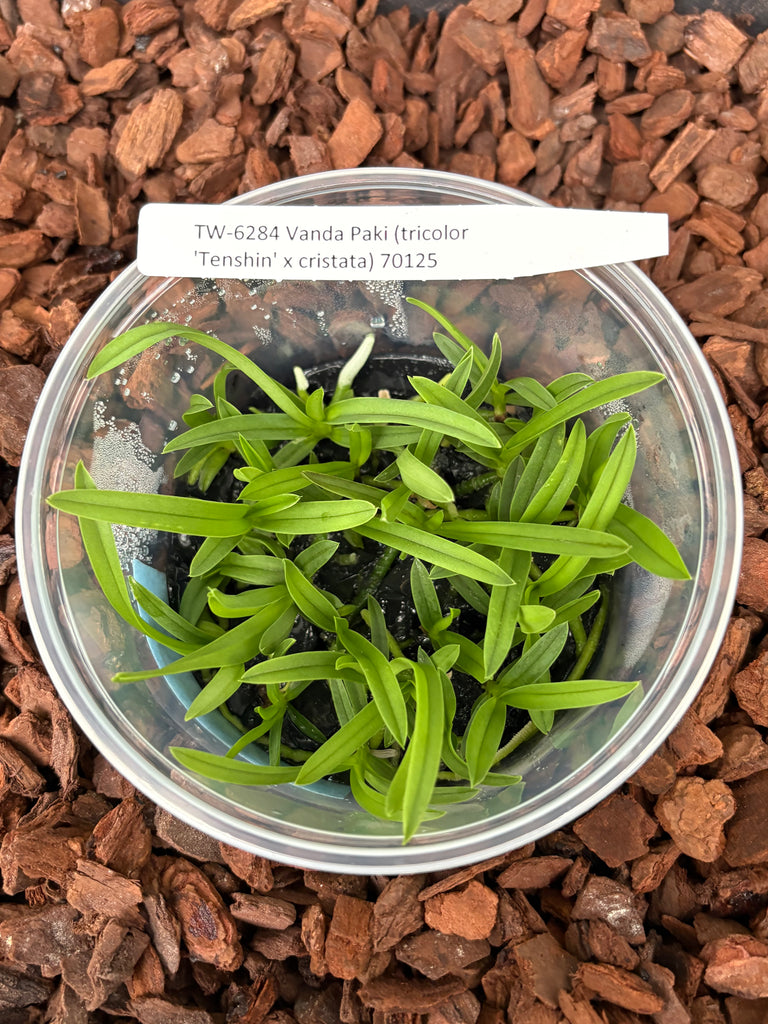 Flask Vanda Paki (tricolor ‘Tenshin’ x cristata)