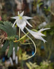 Angraecum aloifolium