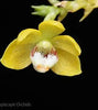 Thrixspermum merguense
