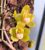 Chiloschista parishii (Taiwan)